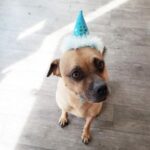 Dog sitting with birthday party hat on